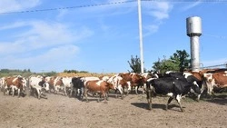 Сельхозкооператив «Красная Гвардия» организует производство экструдированных кормов