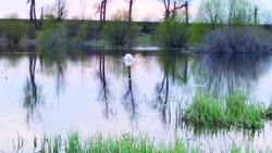 Педагог Станции юннатов рассказала о прилетающих весной в Красногвардейский район птицах