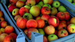 Компания «Сады Белогорья» запустила производство яблочного сока