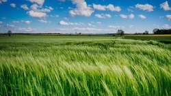 Вячеслав Гладков прокомментировал вопрос о нехватке семян для сельхозпроизводителей