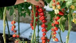 Вячеслав Гладков рассказал о выдаче грантов 40 аграриям по проекту «Агростартап»