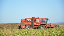 Красногвардейские свекловоды вывезли с полей более 43 тысячи тонн корней