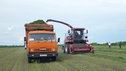 Заготовка кормов началась в хозяйствах Красногвардейского района