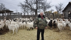 Иван Александров из Гредякино Красногвардейского района содержит около 200 голов коз