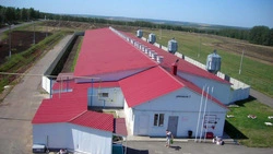 Трудом каждого. Евгений Гузенко — о достижениях Красногвардейского свинокомплекса