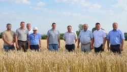 Красногвардейские аграрии приступили к уборке ранних зерновых культур