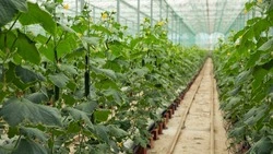 Управление соцзащиты Красногвардейского района: «Овощи – круглый год»