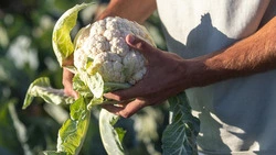 Вячеслав Гладков: правительство РФ выделило на поддержку белгородских аграриев 100 млн рублей