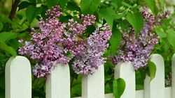 Ей до всего было дело. Надежда Медкова из Красногвардейского района ушла из жизни