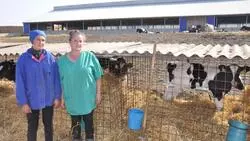 Красногвардейские животноводы рассказали тонкости своего нелёгкого труда