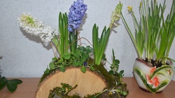 Дыхание весны. Выставка выгоночных цветочно-декоративных растений открылась в Бирюче