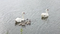 Хорошее место отдыха появилось в красногвардейском селе Арнаутово