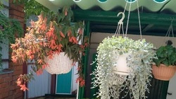 Мария Красноруцкая из города Бирюч: «Цветы – моя радость и смысл жизни»