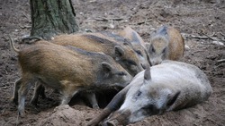 Службы Красногвардейского района предупредили об опасности свиной чумы