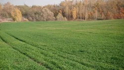 Вячеслав Гладков: 90 тыс. га земли выведено из севооборота в Белгородской области